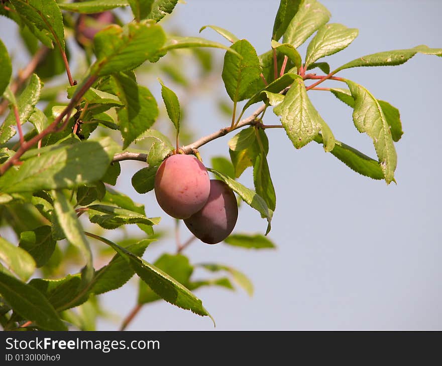 Branch ripe plum