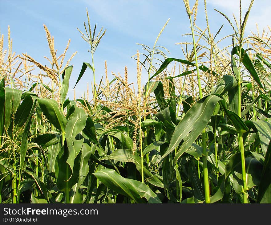 Cornfield. Agriculture. Beautiful year day.