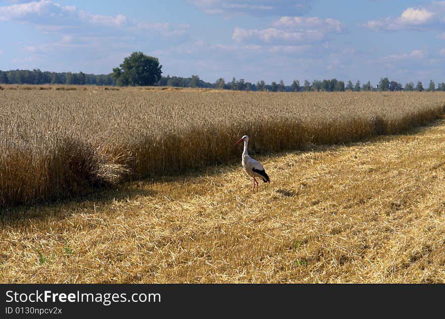 Stork