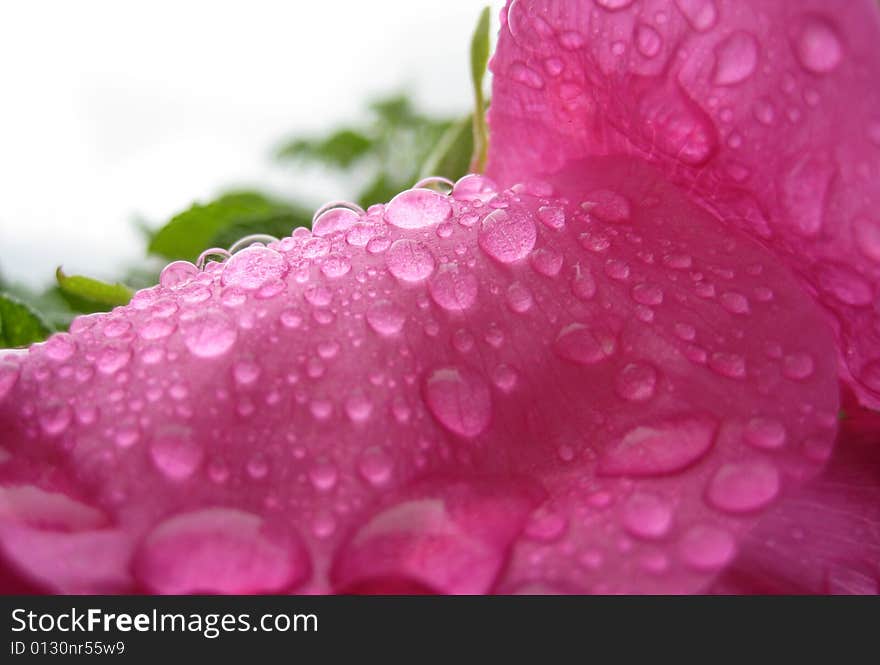 Dripped water on flower of the wild rose. Dripped water on flower of the wild rose