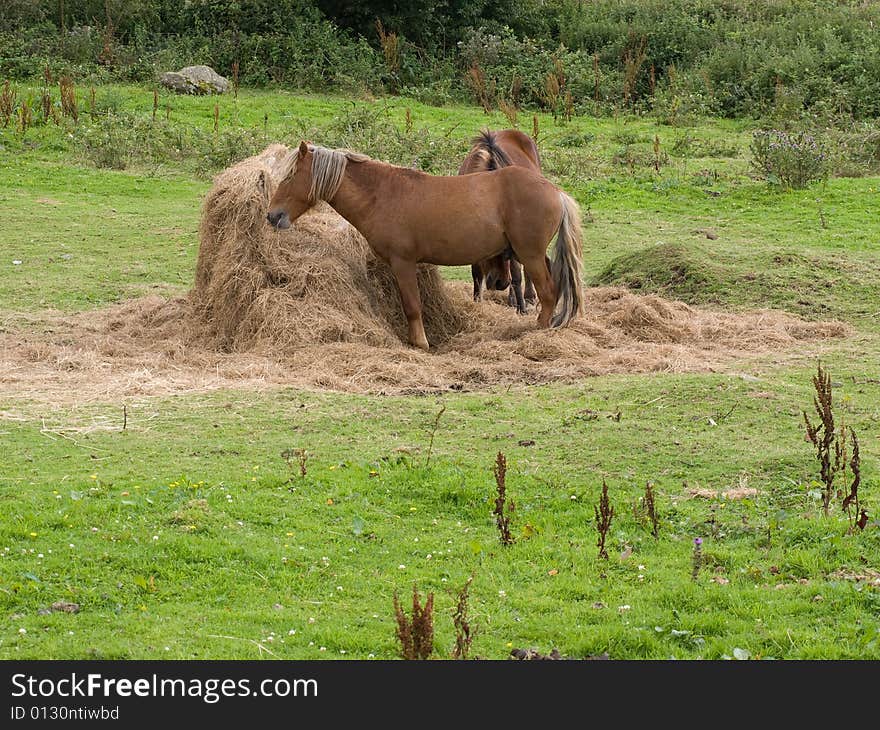 Two ponies eating in a field. Two ponies eating in a field