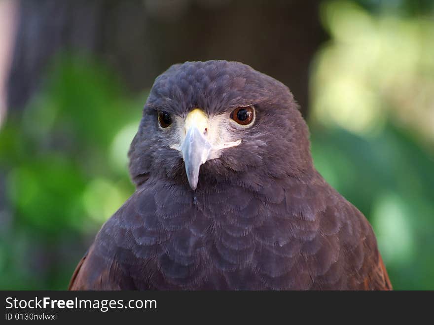 Close up of falcon face