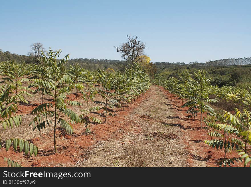 Young Cedar Trees