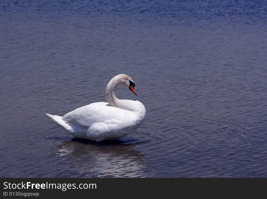 Lone Swan