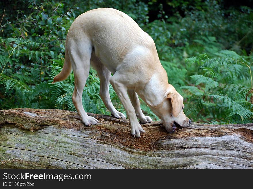 Shot of a labrador on a fallen tree. Shot of a labrador on a fallen tree