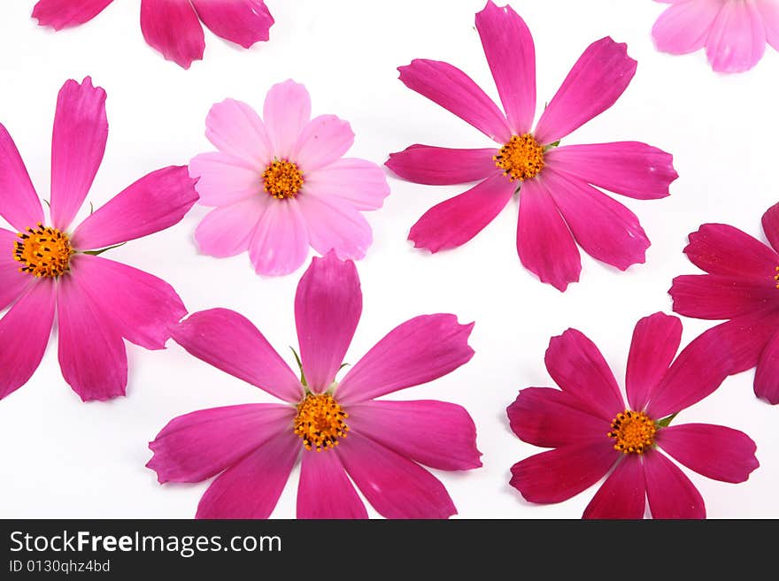 Fresh red and pink flowers lay on a white background.