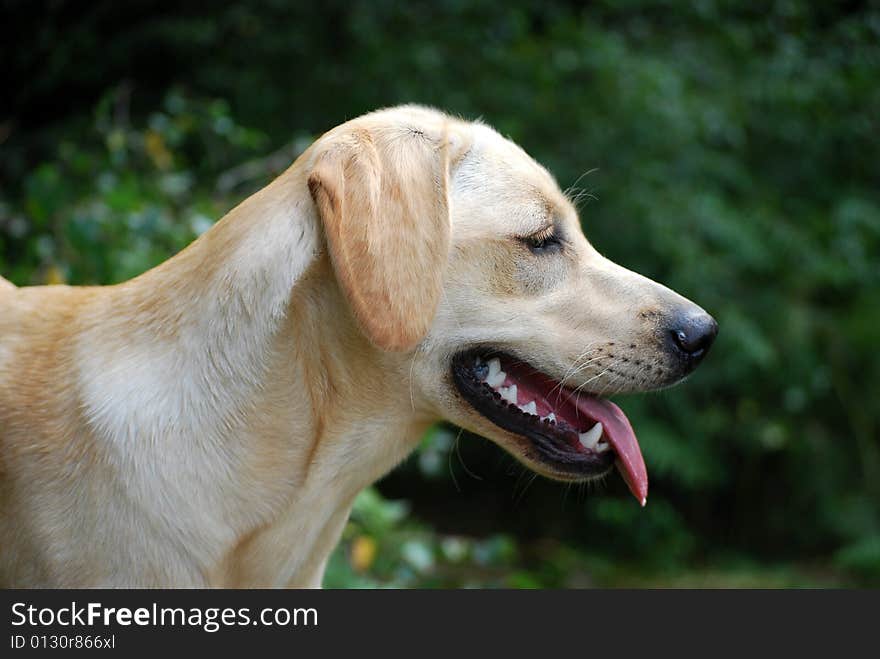 Labrador Puppy In The Forest