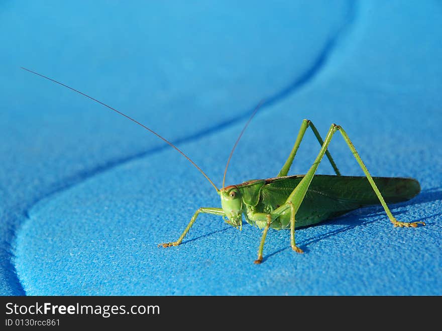 Grasshopper