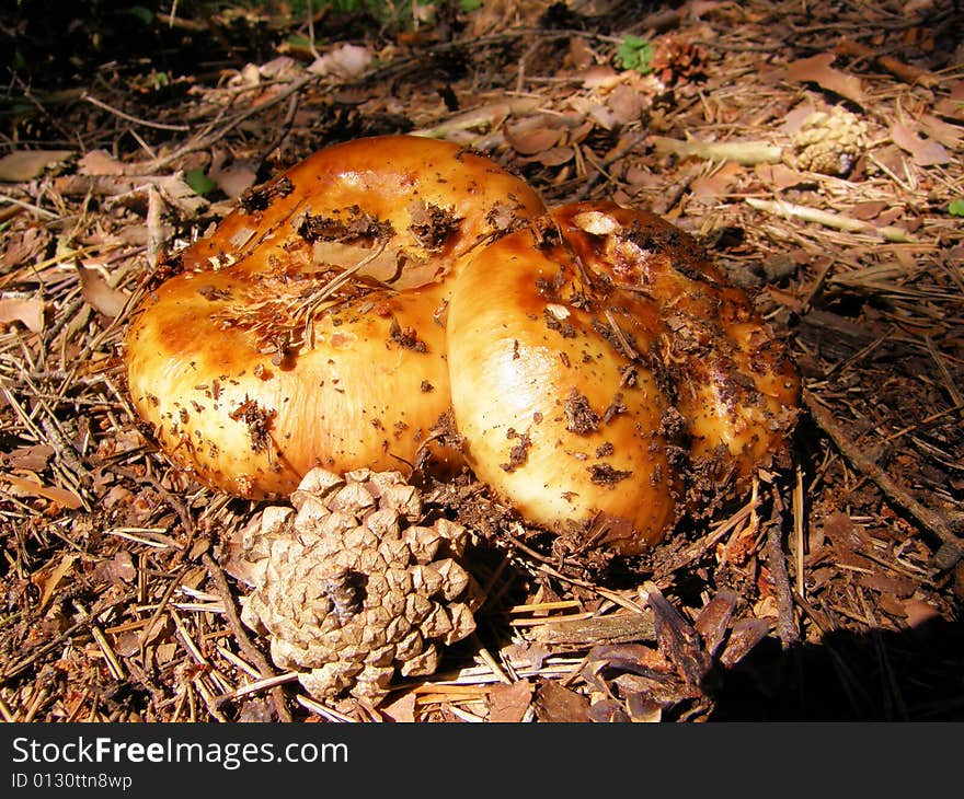 Mushrooms At Sun