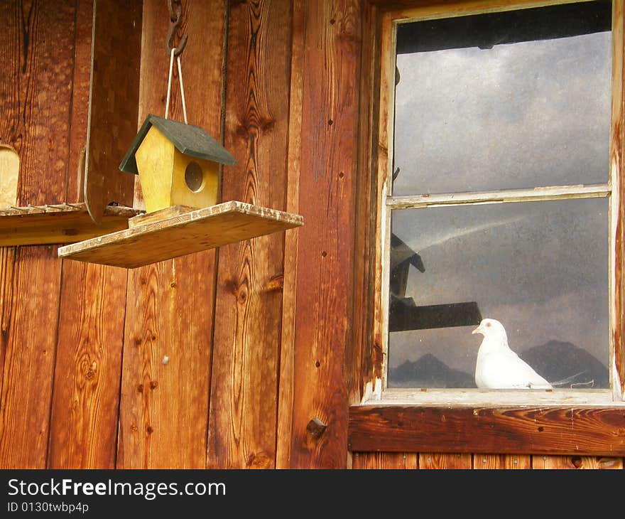 This Dove has a little house in the garden . This Dove has a little house in the garden ...