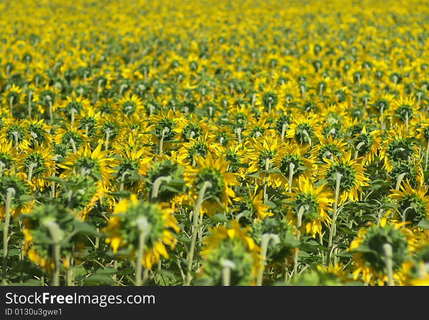 A perspective view on farm fileld full with yellow blossom sunflowers, horizontal. A perspective view on farm fileld full with yellow blossom sunflowers, horizontal