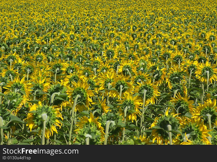 A perspective view on farm field full with yellow blossom sunflowers, all turned back. horizontal. A perspective view on farm field full with yellow blossom sunflowers, all turned back. horizontal.