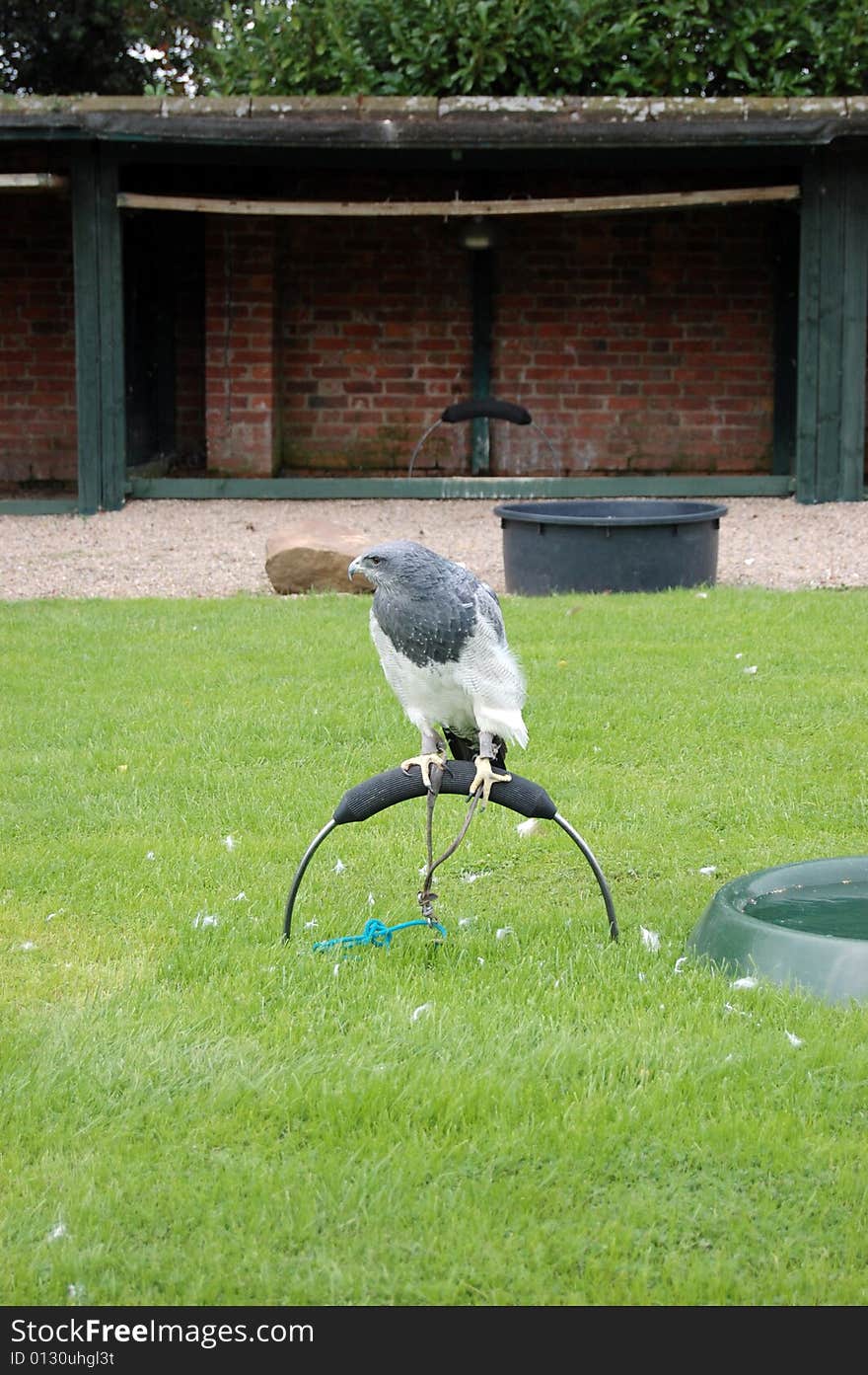 Fabulous grey hawk waiting in the mews to be flown. Fabulous grey hawk waiting in the mews to be flown.