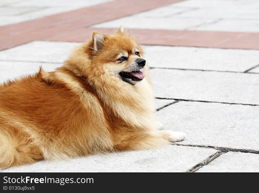 A cute Pomeranian,it's watching other dogs in the park outdoors