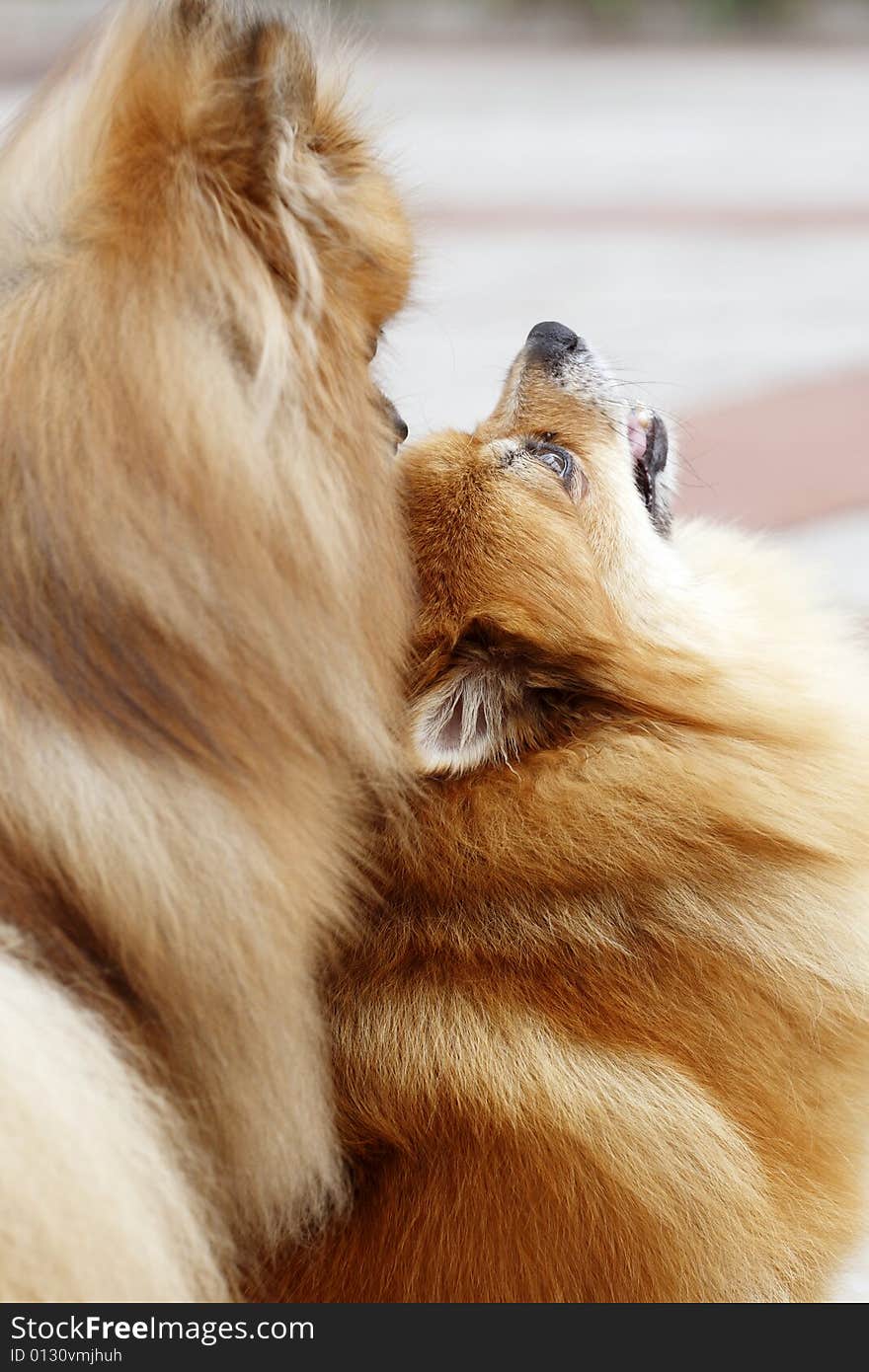 A cute Pomeranian and its partners in the play.