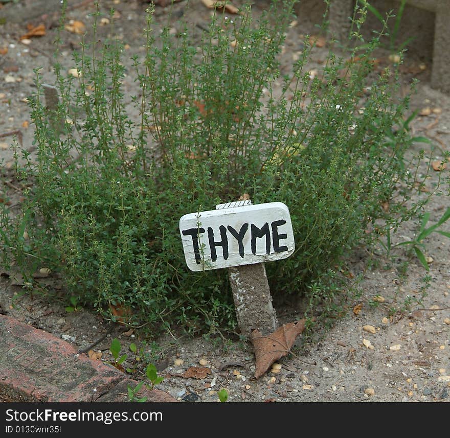 Thymus vulgaris or Thyme plant in herb garden