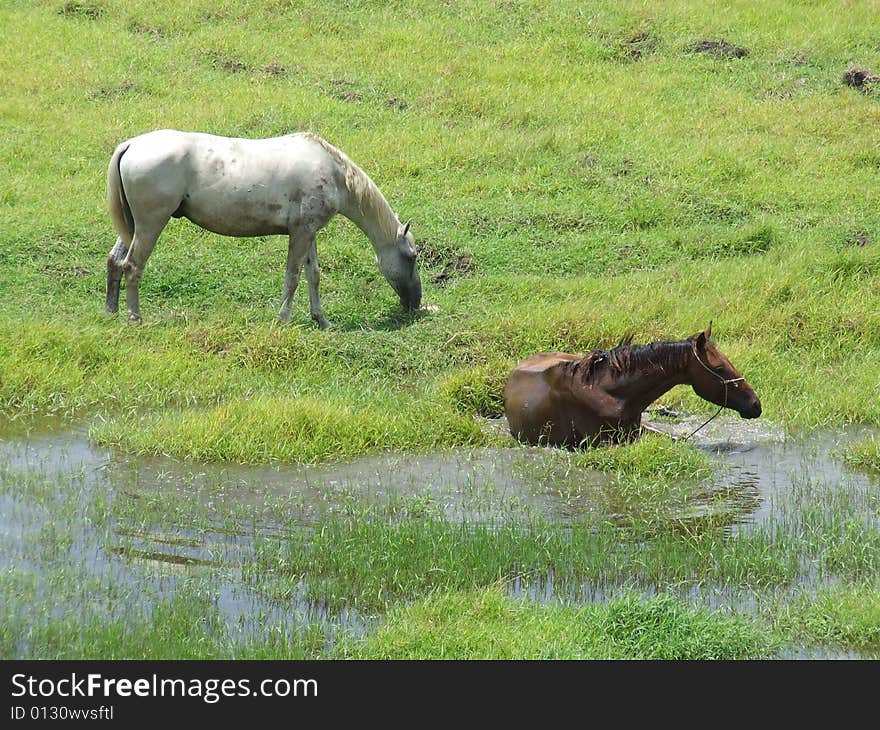 Horse taking a bathe, in a green grass farm