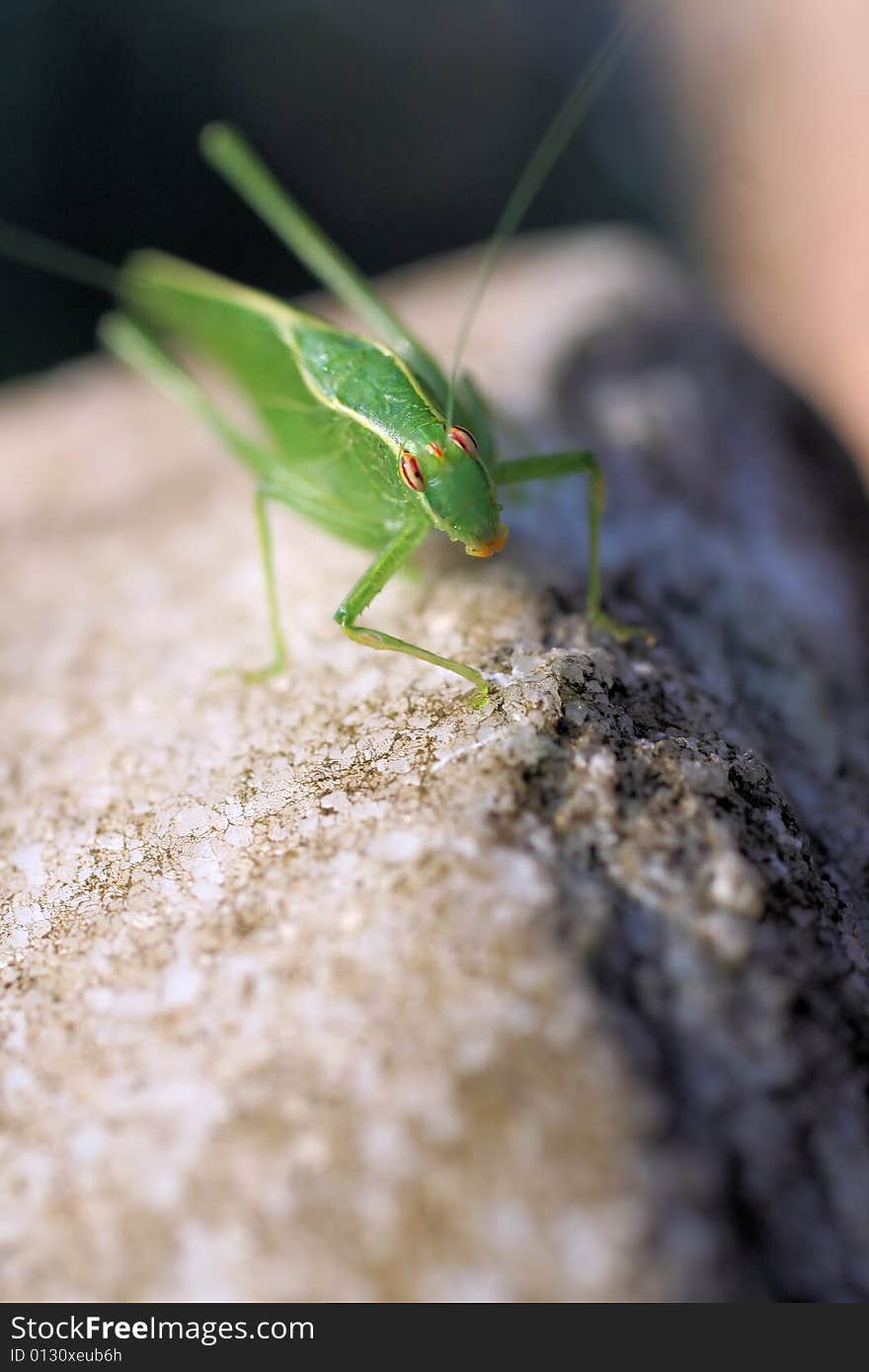 Close up photo of an insect on top of a tomb stone. Close up photo of an insect on top of a tomb stone