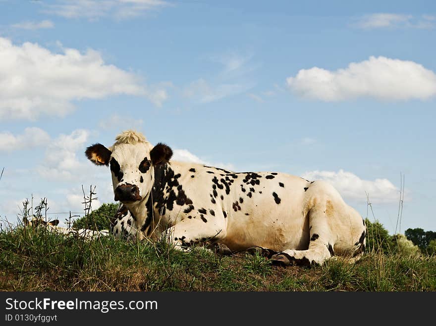 Recumbant Cow