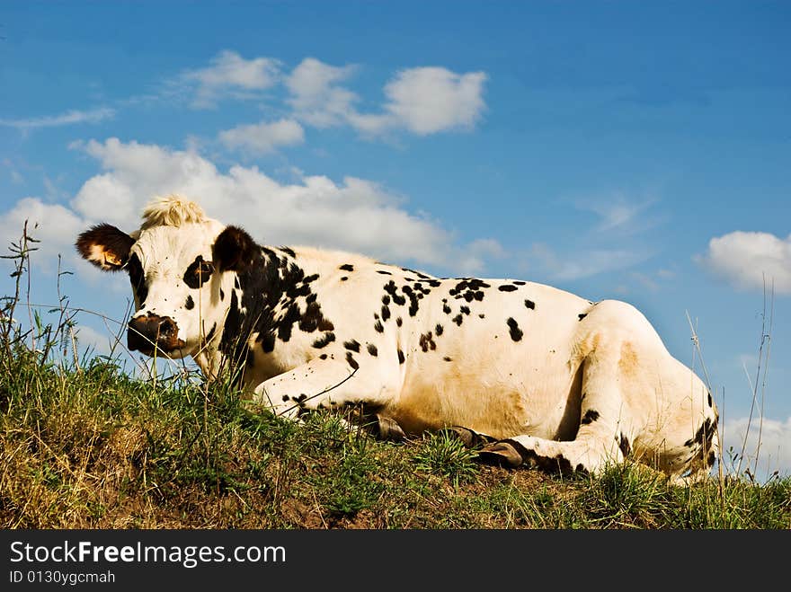 Relaxing cow