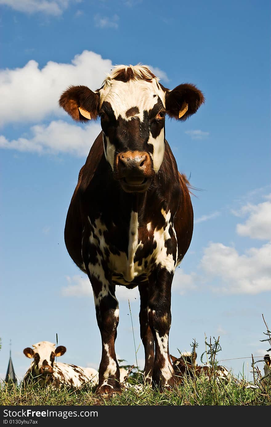 Posing cow