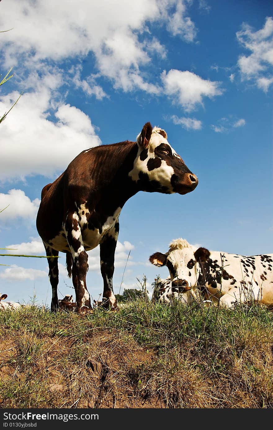 A French cow relaxes in the summer sun watched by a friend. A French cow relaxes in the summer sun watched by a friend