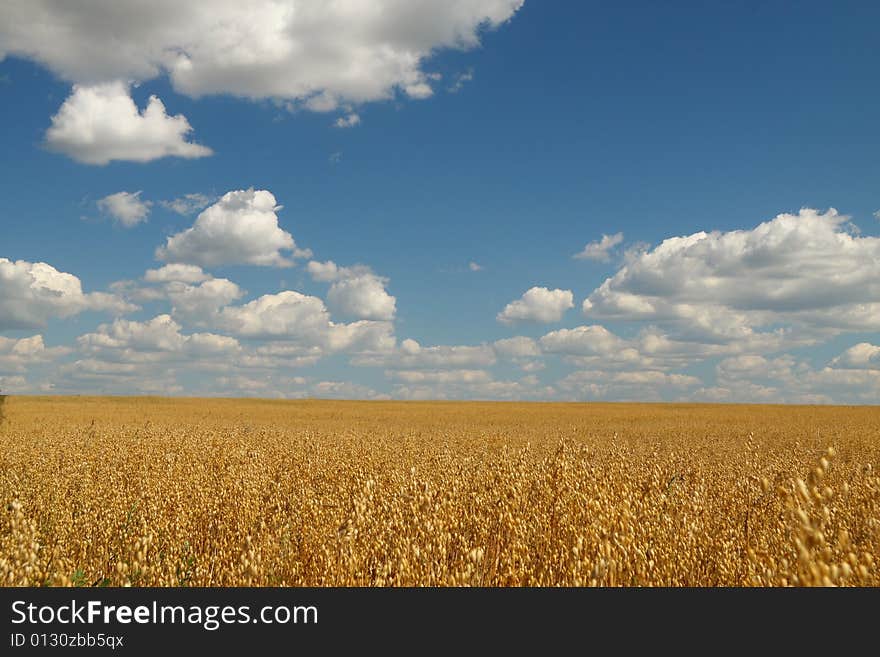 Golden Oat Field Over Blue Sky