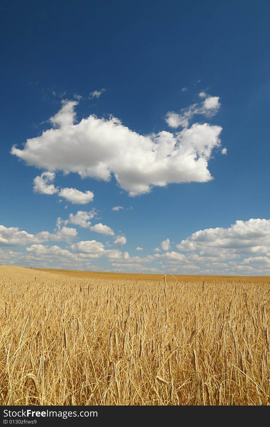 Golden wheat field over blue sky