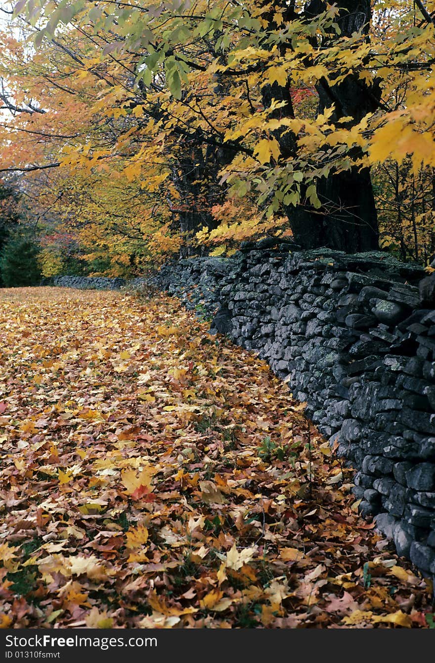 Leaves cover a once visible road. Leaves cover a once visible road