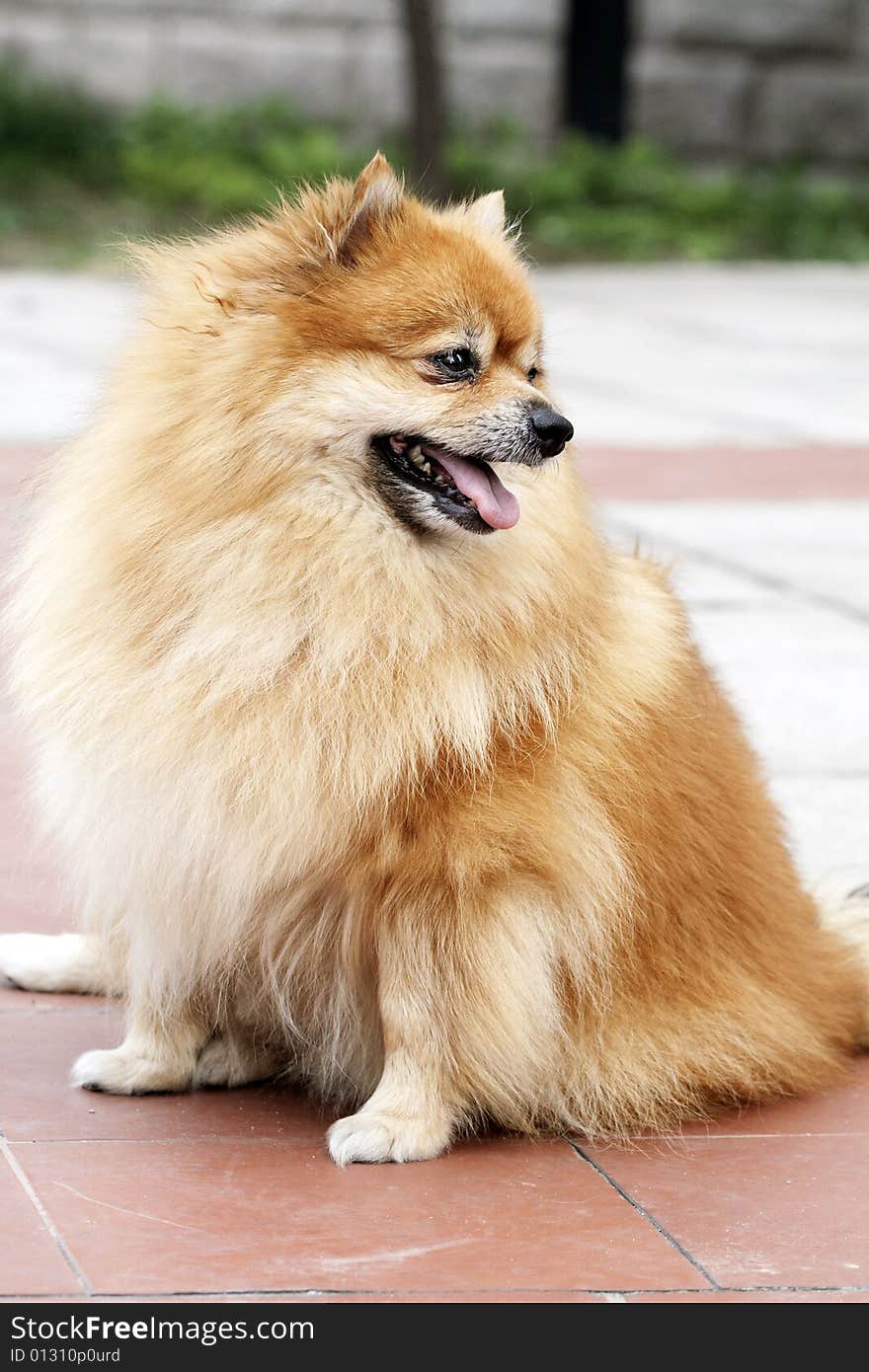 A cute Pomeranian,it's watching other dogs in the park outdoors,