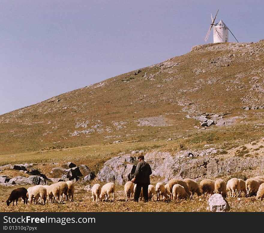 A sheppard tries to heard his sheep. A sheppard tries to heard his sheep