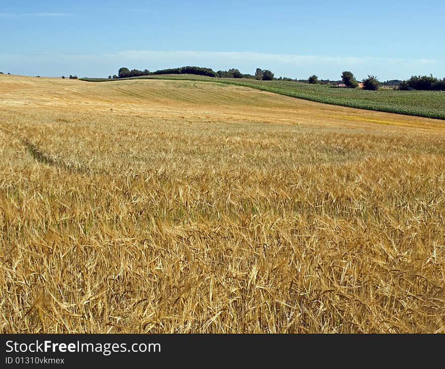 Landscape of wheat field in the summer