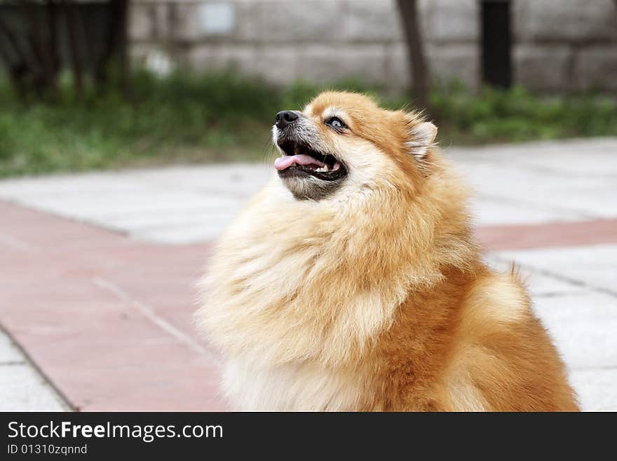 A cute Pomeranian, it's watching other dogs in the park outdoors