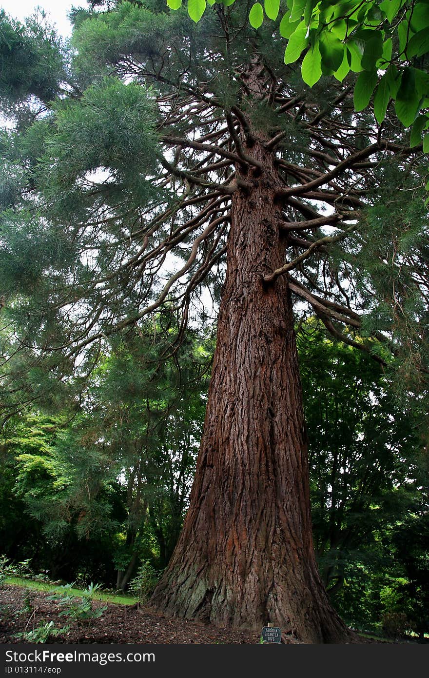 Sequoia (Gigantea) Planted 1876