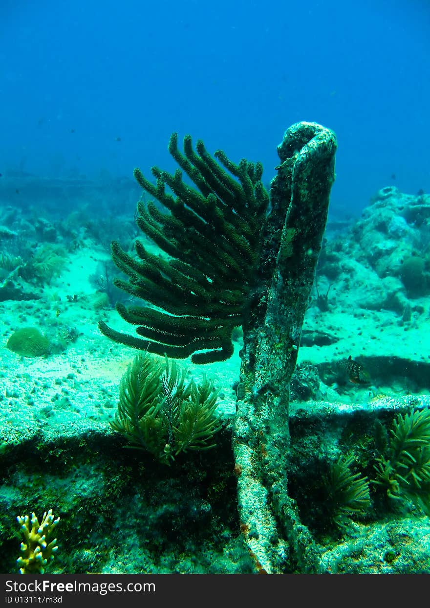 Shots of scuba diving in the Florida keys