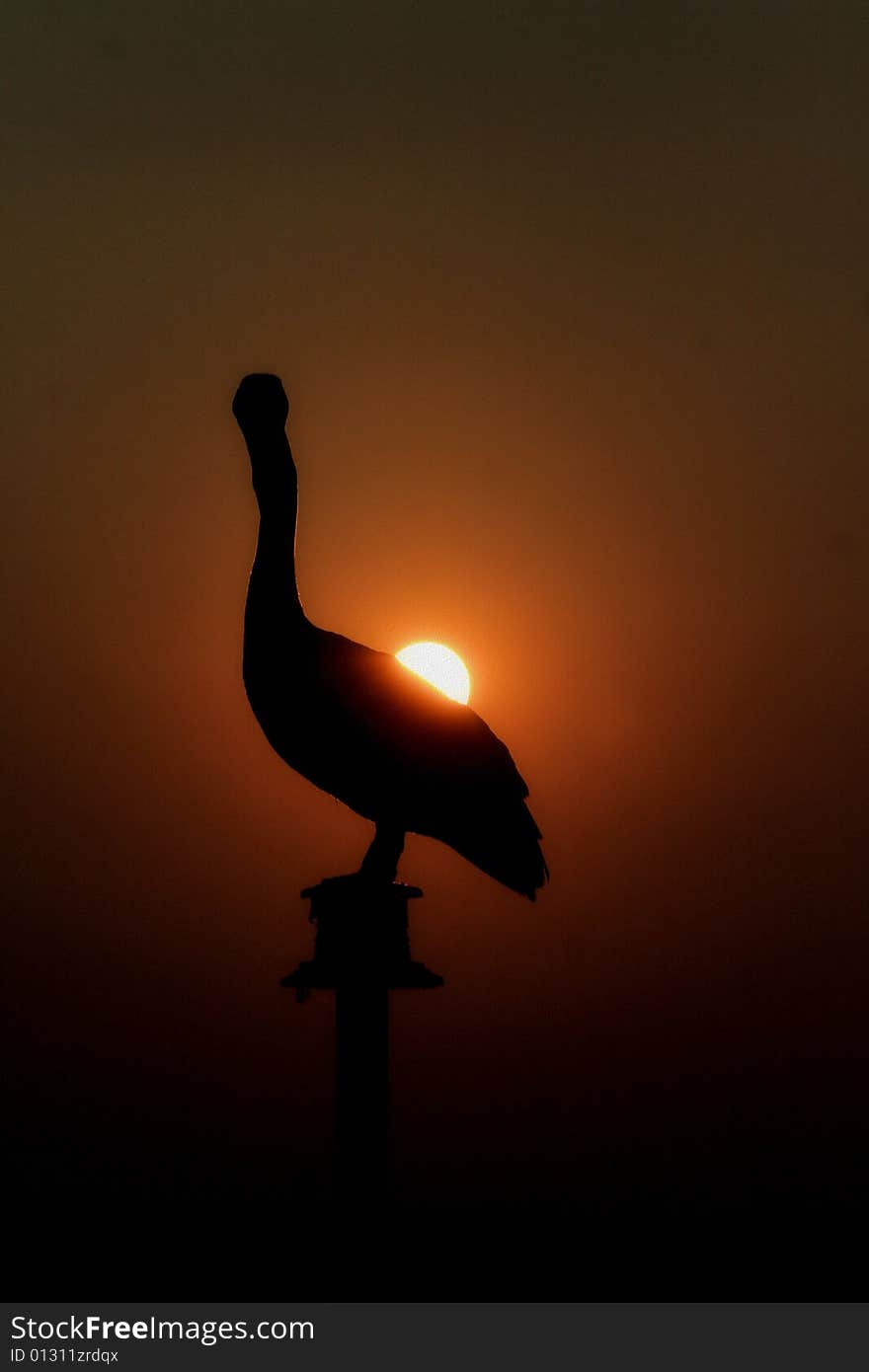 Photo of a pelican with a nice sunset surrounding sky. Photo of a pelican with a nice sunset surrounding sky.