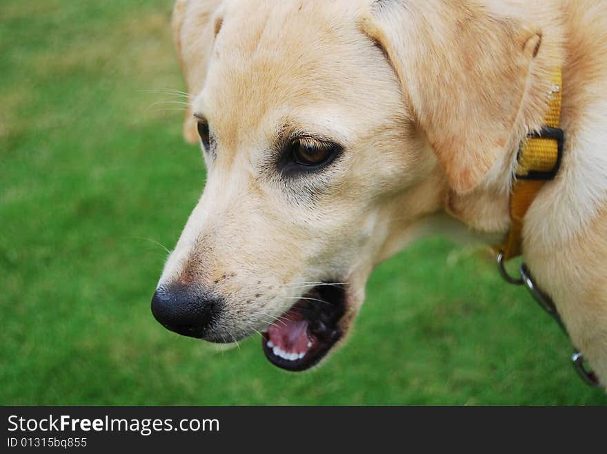 A white and golden dog. A white and golden dog