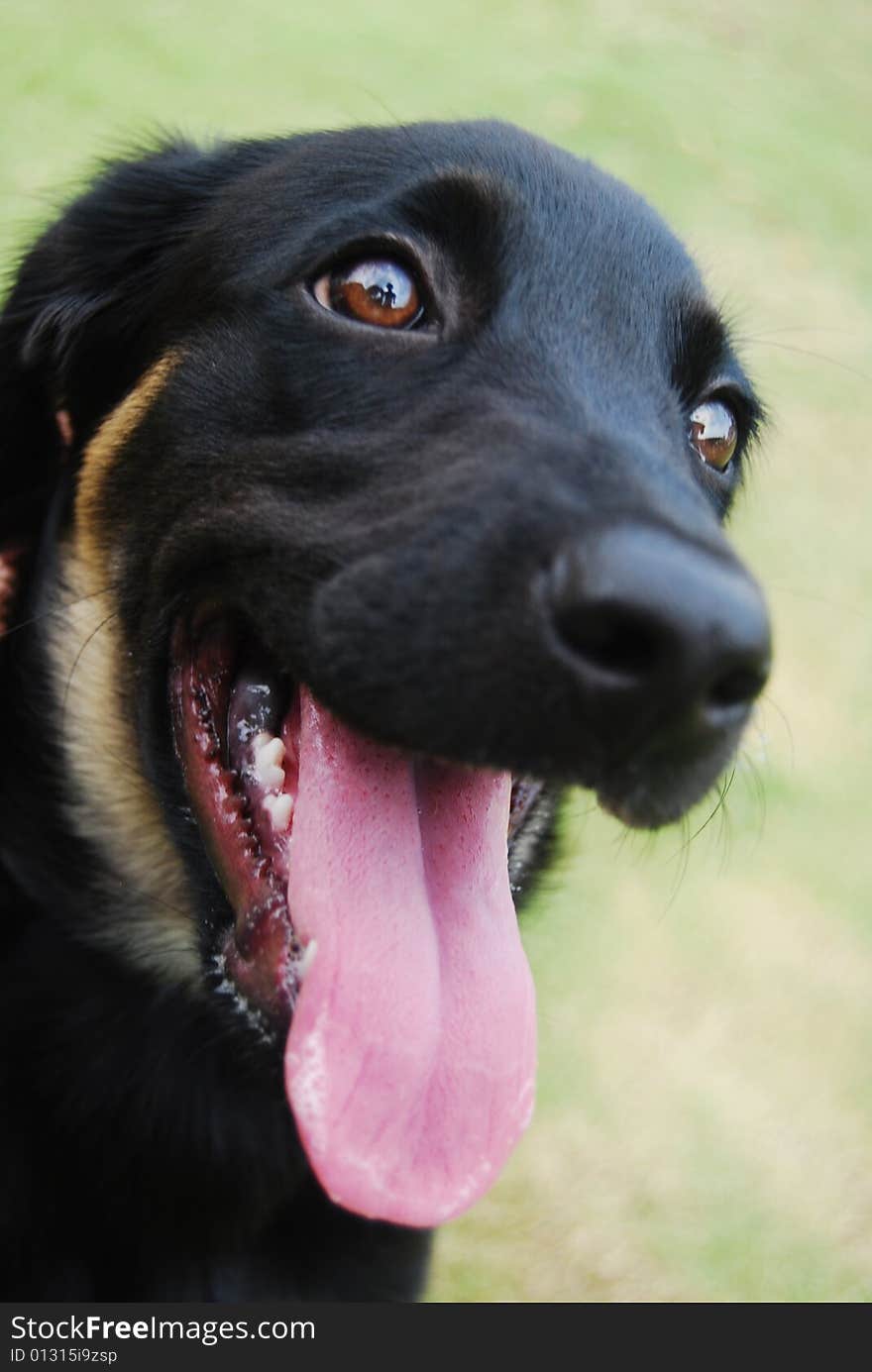 A black puppy is welcoming