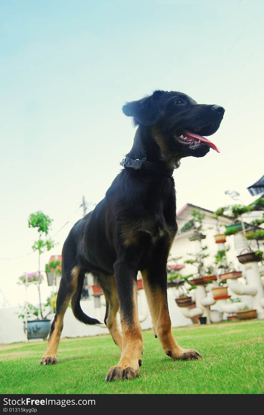 A black puppy standing on the garden