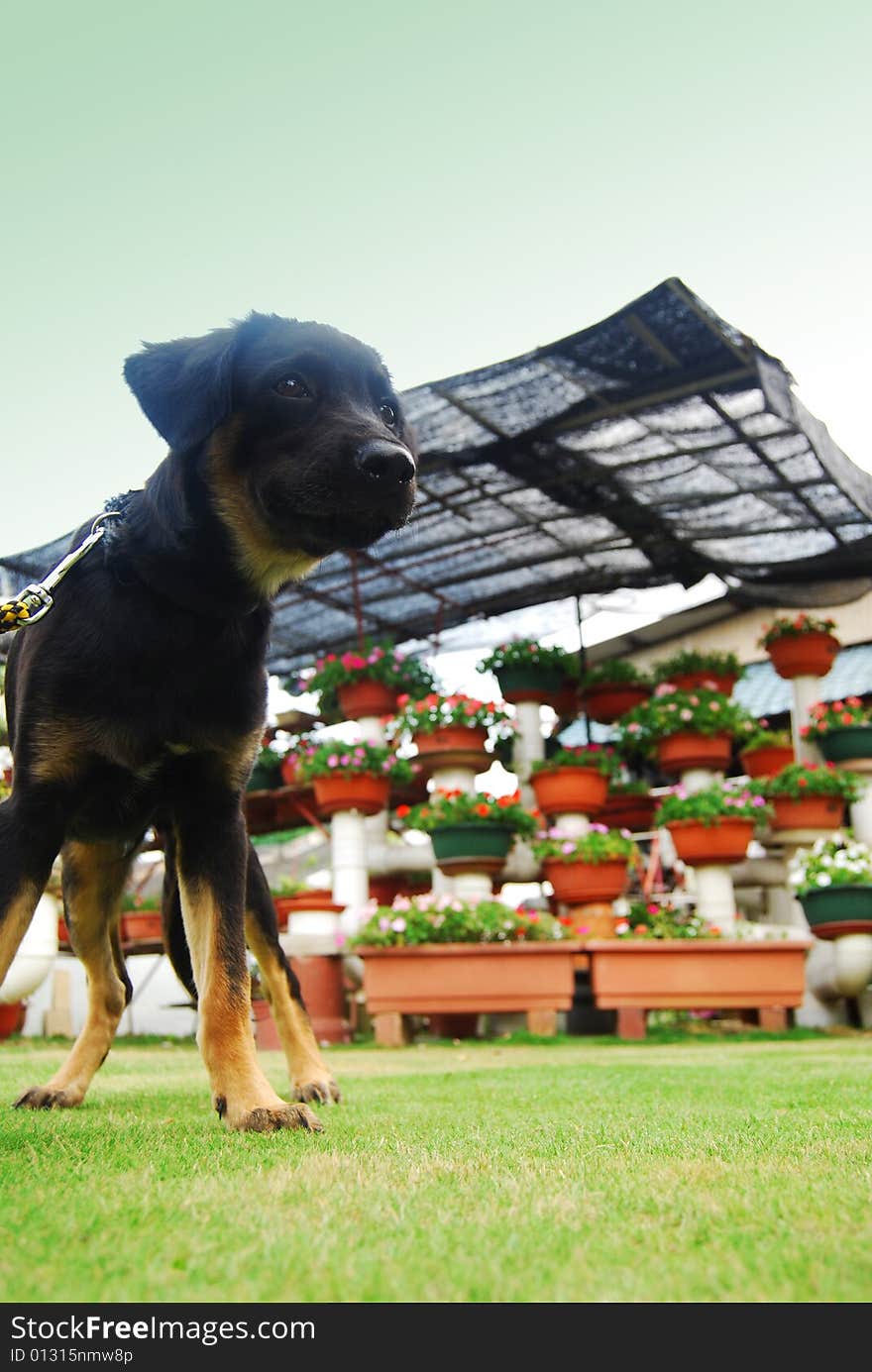 A black puppy standing on the garden