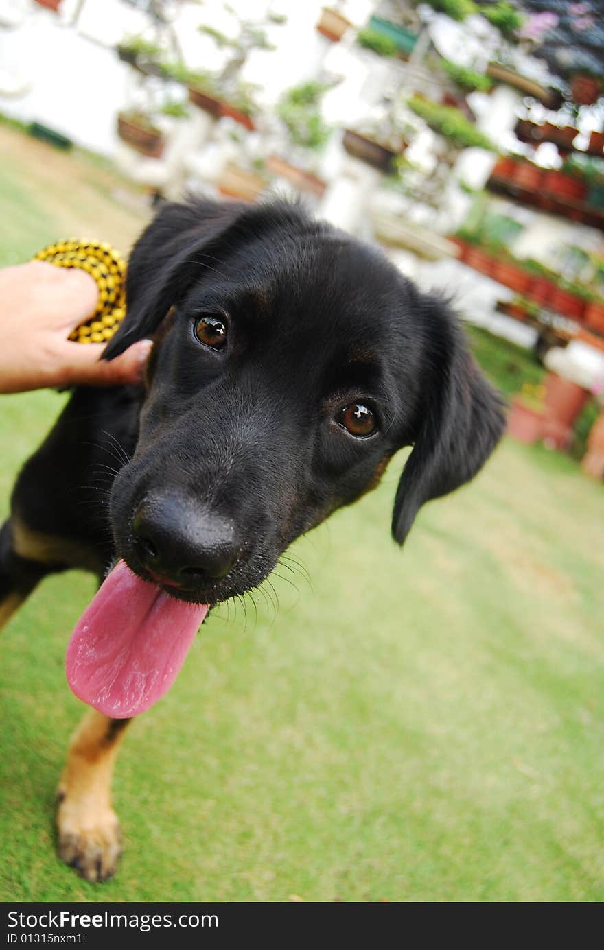 A black puppy showing his silly face