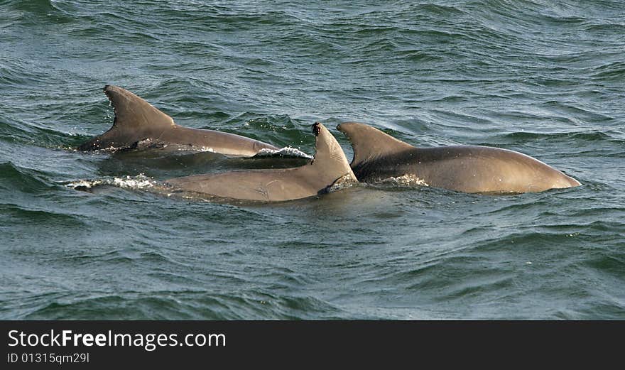 A trio of dolphins swimming in the ocean. A trio of dolphins swimming in the ocean