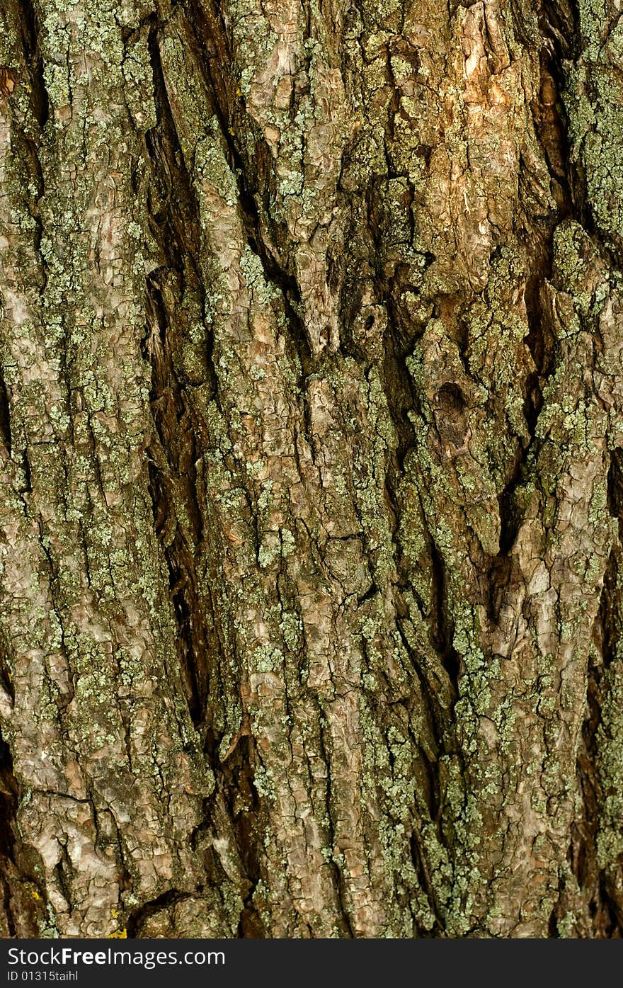 Bark of old tree for use background