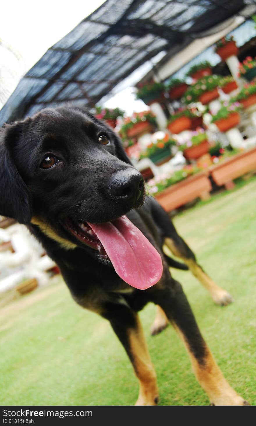 A black puppy standing on the garden