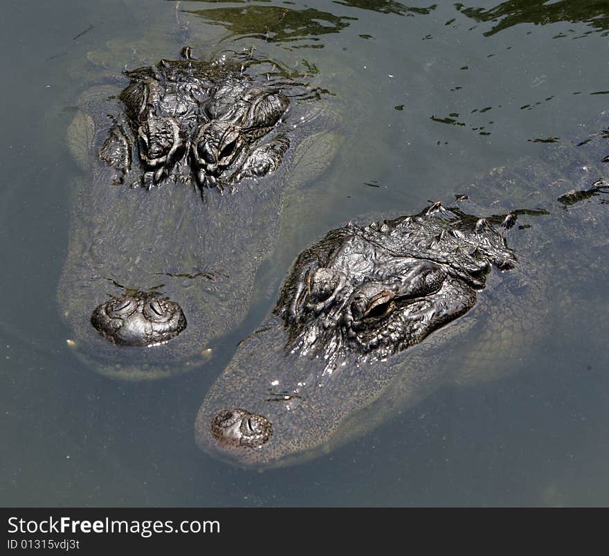 Aligator Pair