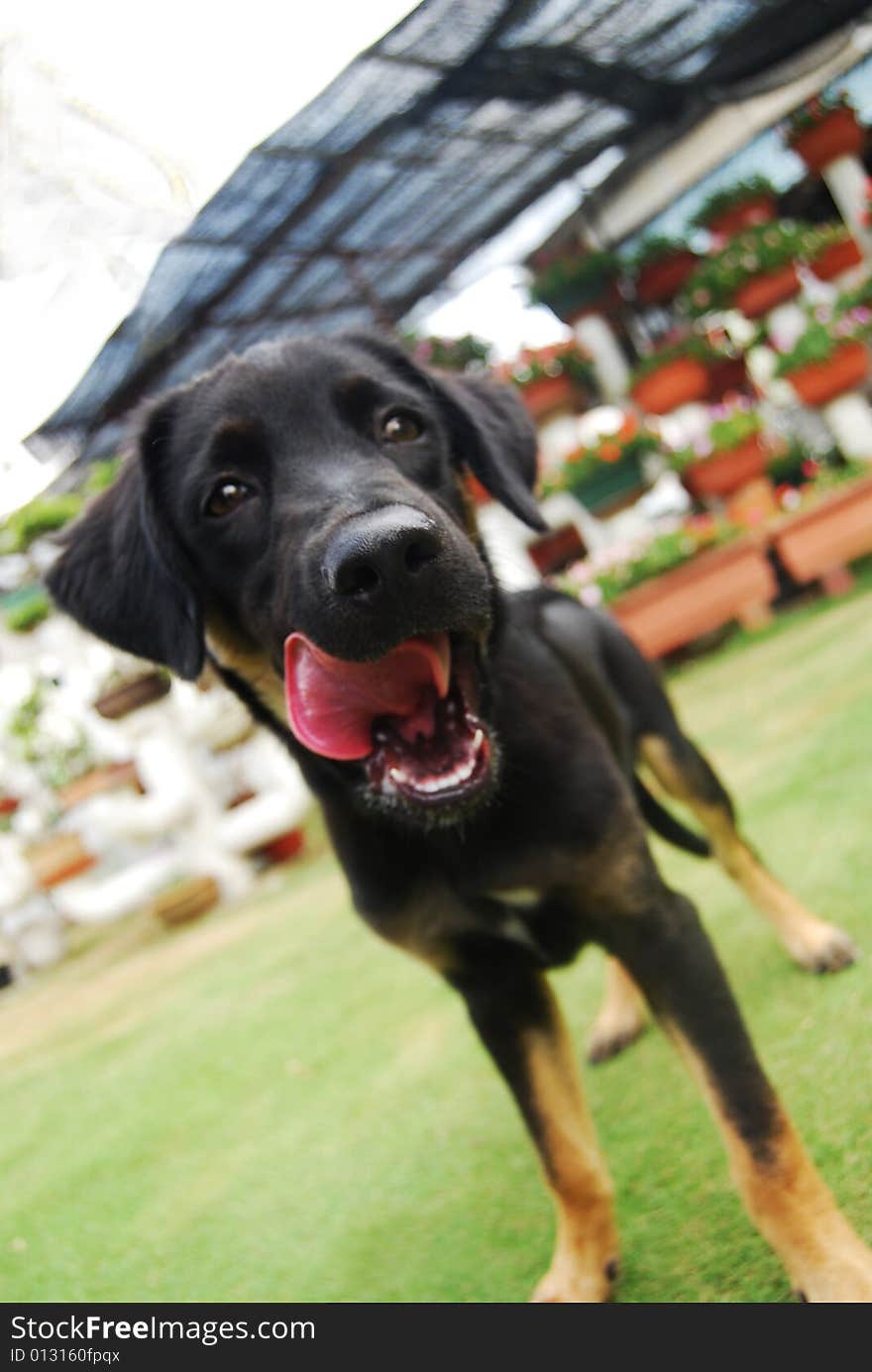 A black puppy standing on the garden