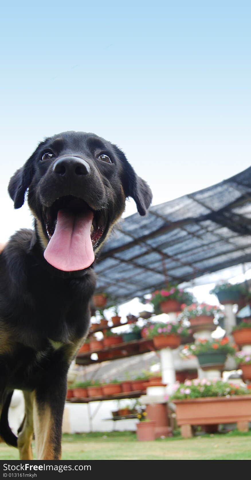 A black puppy standing on the garden