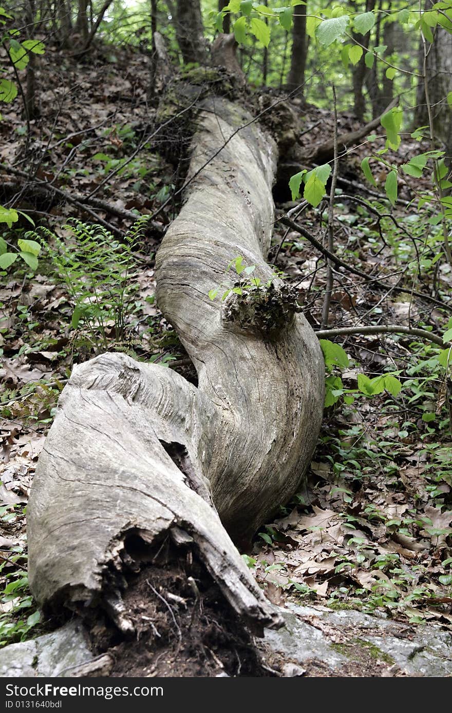 A fallen twisted tree in the woods