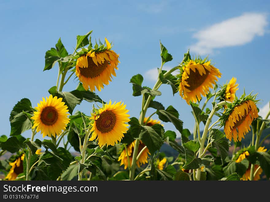 Sunflower heads with blue sky. Sunflower heads with blue sky