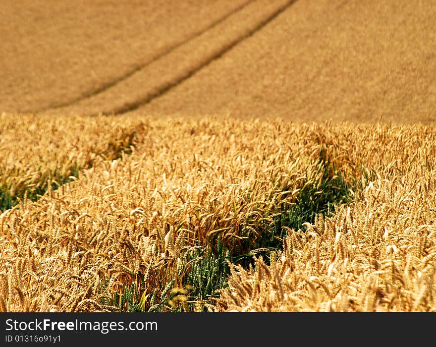 View of wheat crop growing on UK farm